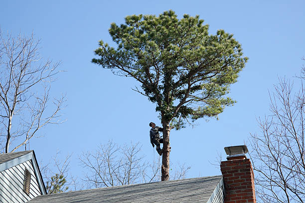 Best Commercial Tree Services  in Conashaugh Lakes, PA