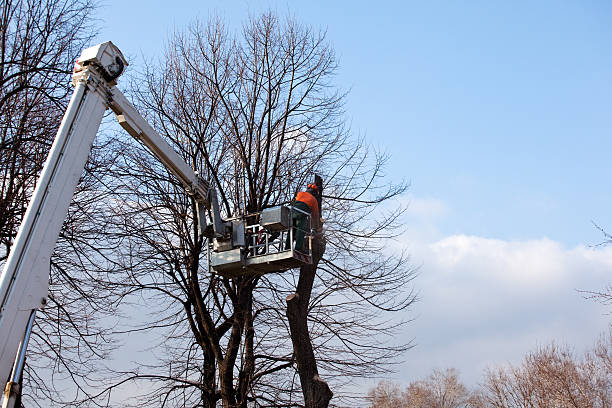 Seasonal Cleanup (Spring/Fall) in Conashaugh Lakes, PA